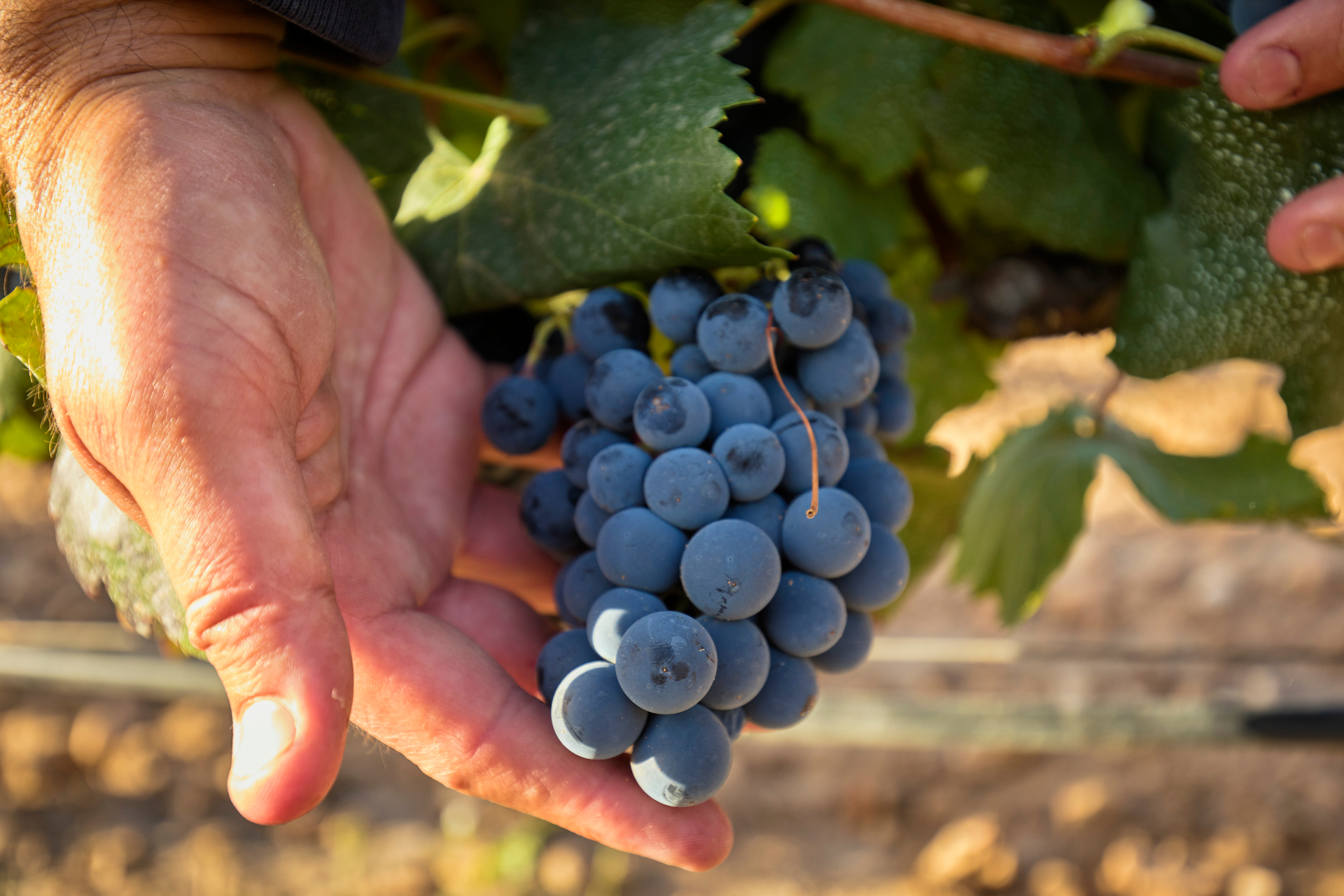 Hand-harvested Monastrell grapes