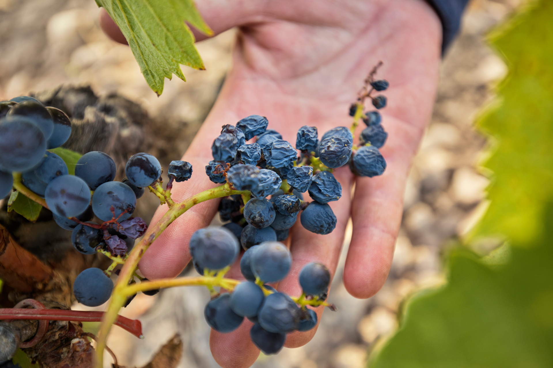 Old vine grapes held in hand